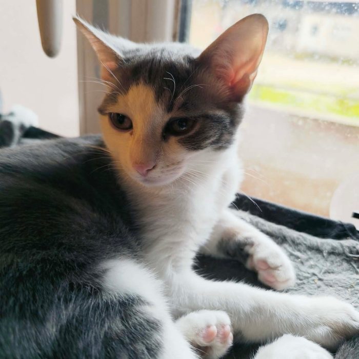 612956656_1251663603675297_7952243774713928195_n