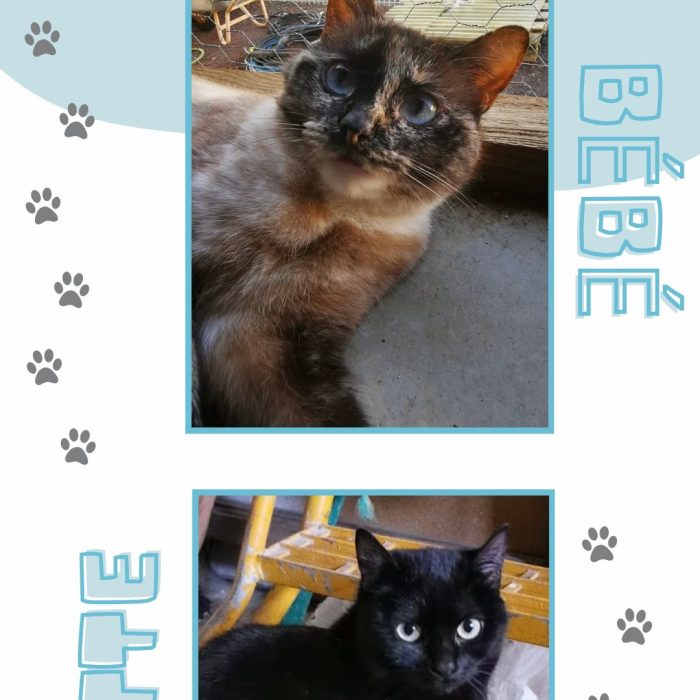 672686705_1333442348830755_1820983523439289730_n