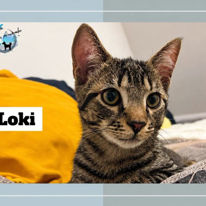 Loki