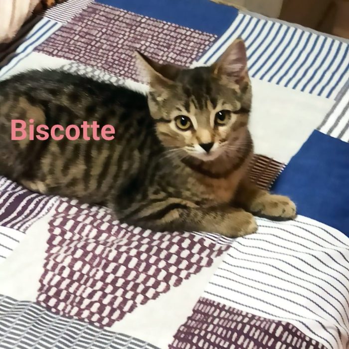 bisco