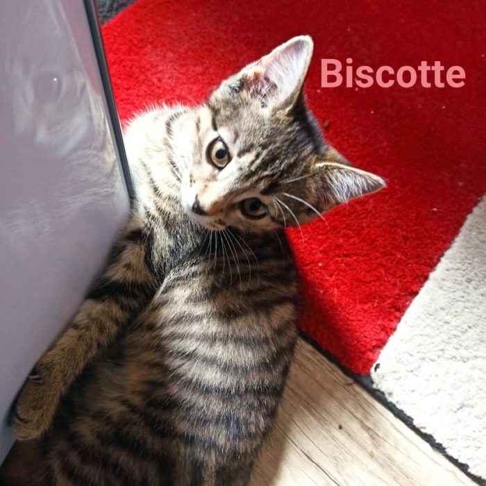 biscotte