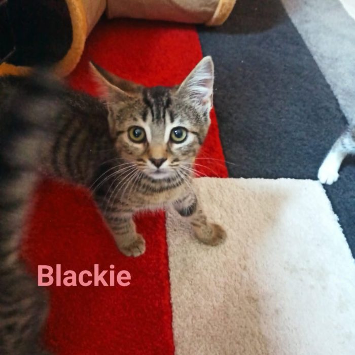 blacj