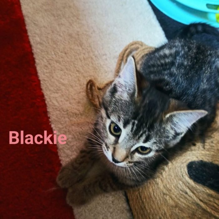 blmackie