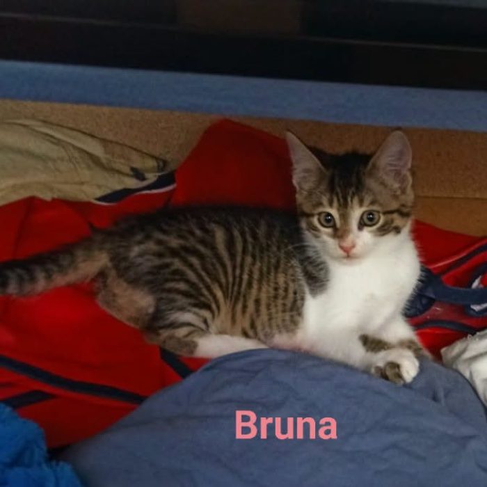 brrrun