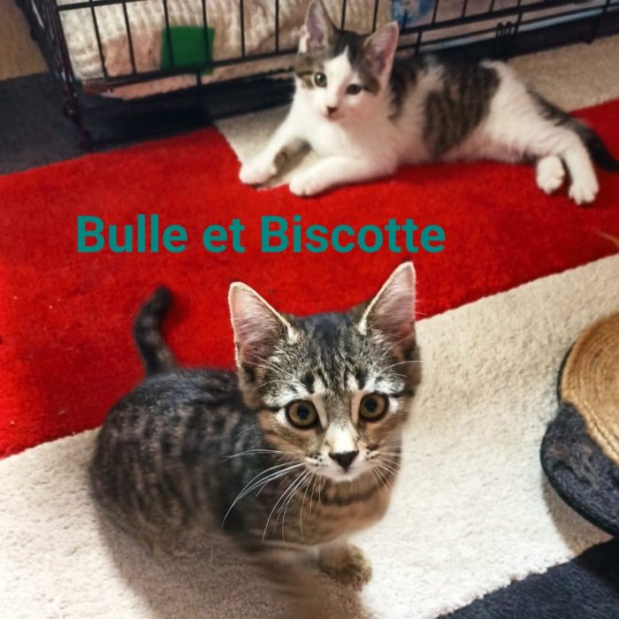 bulle et bisco